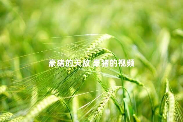 豪猪的天敌 豪猪的视频